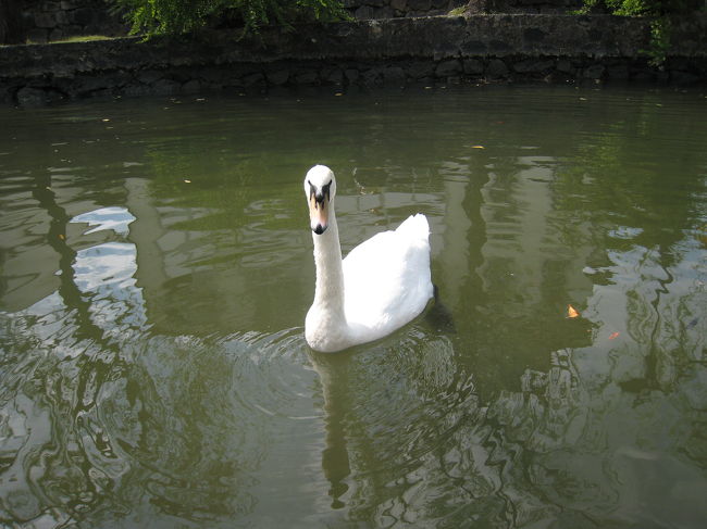 倉敷川には白鳥の夫婦が住んでます。<br />