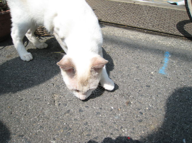 どこかのお店のにゃんこ。<br />人懐っこくてかわいかった〜。