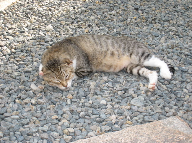 お昼寝中。。。<br /><br />美観地区は本当に猫が多いところでした。