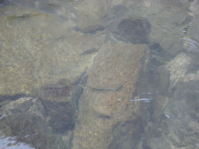 きれいな透き通った水が流れていて、<br />魚もたくさん泳いでいます。<br /><br />川を維持するために、１日に5.6万トンもの水を<br />流しているのだそうです。