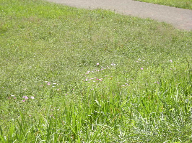 最終日は、<br /><br />わたしの生活圏を少し散歩し、<br /><br />後は…ほとんど食べていました<br /><br />(笑)