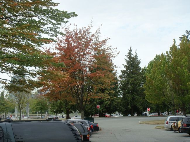 スタンレーパーク<br />少し紅葉している木がありました