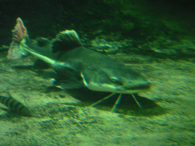 アマゾンエリアの・・・なまず？