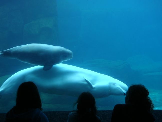 ベルーガの親子<br />子供たち、釘付けですね