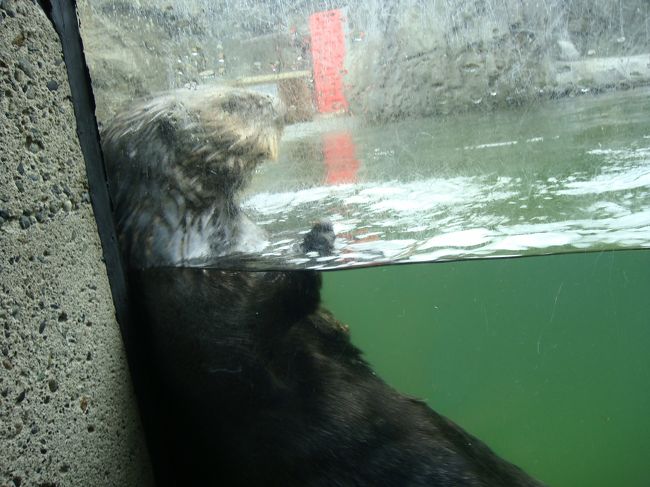 外の水槽にラッコもいました