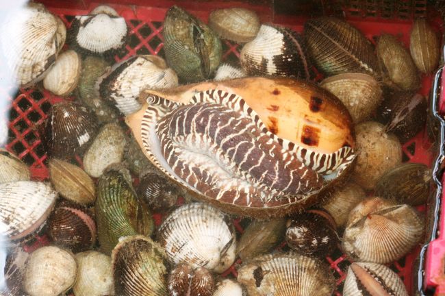 何種類かの貝類です。一番大きい巻貝は、ホラガイ(法螺貝)の仲間ようです。日本近海でも採れ、日本海域では最大の大きさになる貝です。