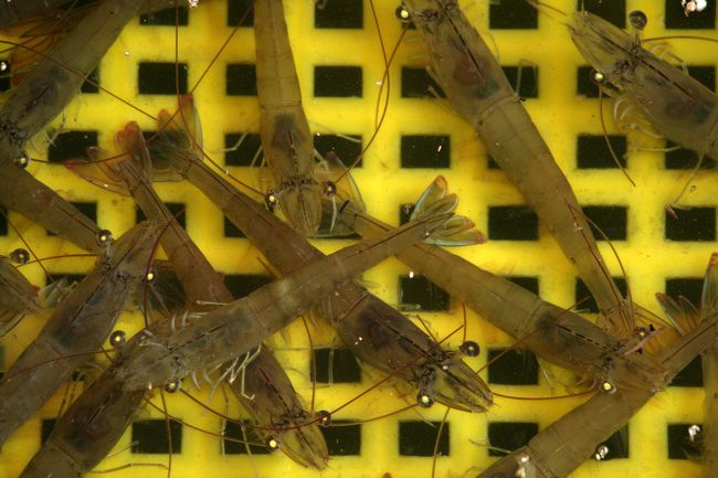 生きのいい海老が入った生簀の籠です。車海老ほどの大きさですが、体の文様は違いますから、別の種類のエビのようです。