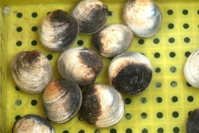 日本で観る貝で例えれば、大アサリの外観が一番似ているようです。ハマグリに似ているような気もします。