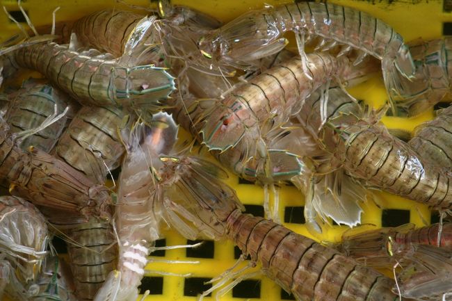 水上マーケットの生簀の紹介です。美味しそうなシャコ(蝦蛄)です。普段日本で見かけるシャコより、かなり大型です。茹でて貰ったら、ビールの摘みに最高です。