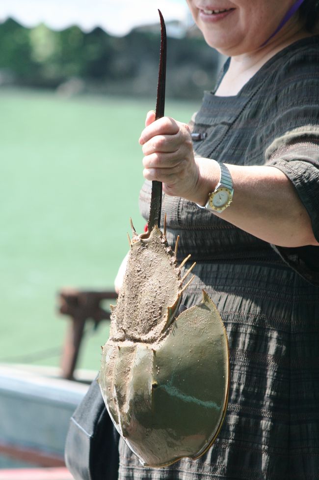 カブトガニのアップです。日本では天然記念物に指定されている場所もあります。ここでは食用に販売していました。