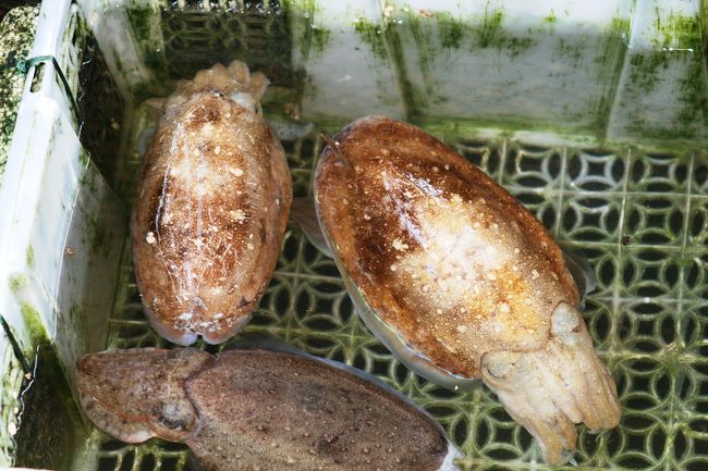 ずんぐりとした姿は、モンゴウイカ(紋甲烏賊)のようです。和名はカミナリイカです。漁獲量が少ないイカとされます。