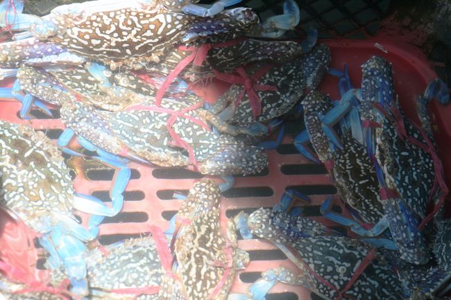 こちらは蟹が入った籠です。共食いを避けるためか、商いやすくするためか、ハサミが縛られていました。大きなワタリガニほどの蟹です。