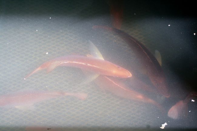 50センチほどはある魚が泳いでいた生簀です。緋鯉のような赤い色の魚が群れていました。鯛にしては、少しスマート過ぎます。