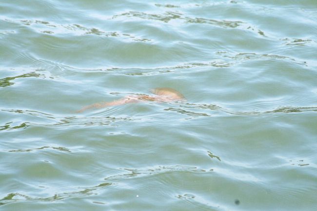 生簀ではなく、海中を漂っていたクラゲです。宮崎監督のアニメでは、ポニョさんの乗りもので登場していました。