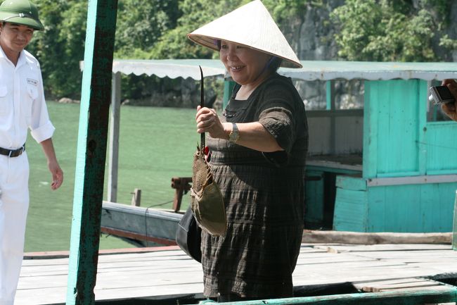 日本では、以前には瀬戸内海に多く生息していましたが、今は環境汚染などで、激減しているカブトガニです。古生代からその姿がほとんど変わっていない、生きた化石として、学術的な面から貴重とされます。