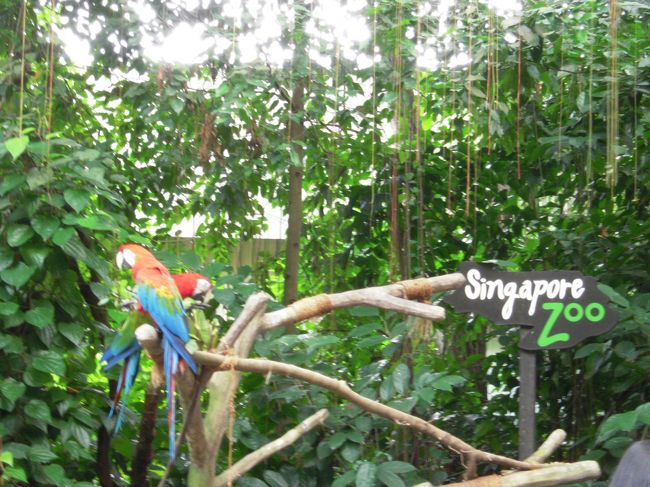 朝ごはんを食べ、タクシーでシンガポール動物園へ向かいました。<br />この動物園は、動物との距離がとても近く<br />日本の動物園より何倍も楽しめました。