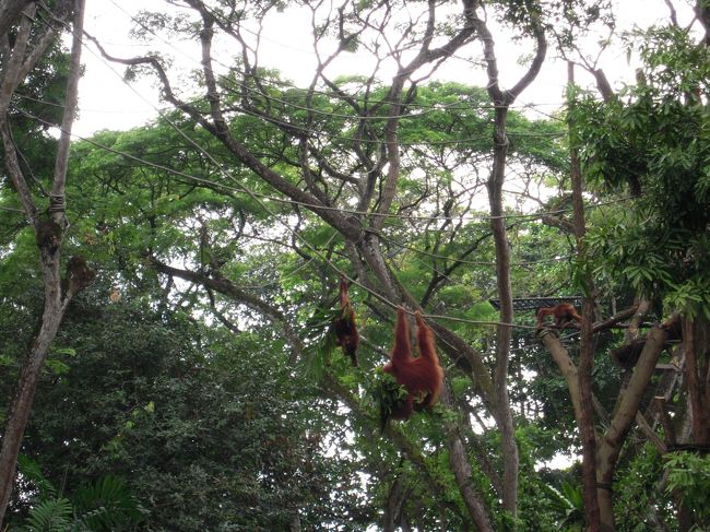 私たちの頭上で遊んでいます