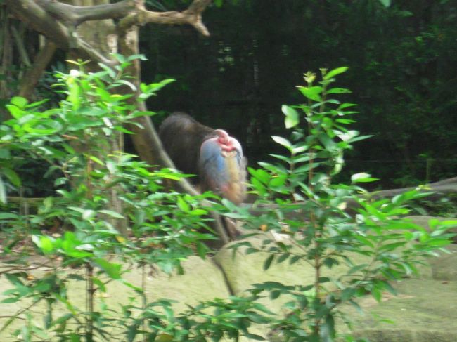 マントヒヒのお尻です<br />鮮やかでした（笑）
