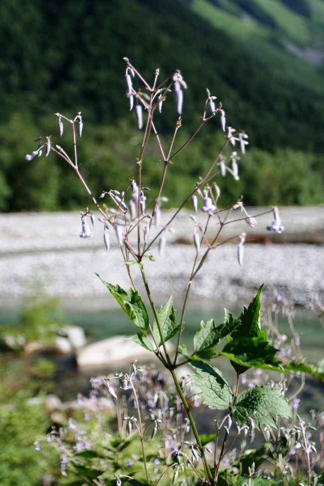 山道には様々な草花が咲いていますが、始めて見るものもあり、名前が分かりません。