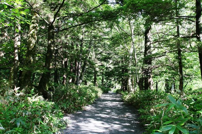 森の中は木漏れ日がさし、気温もさほど高くなく、歩くには最適です。