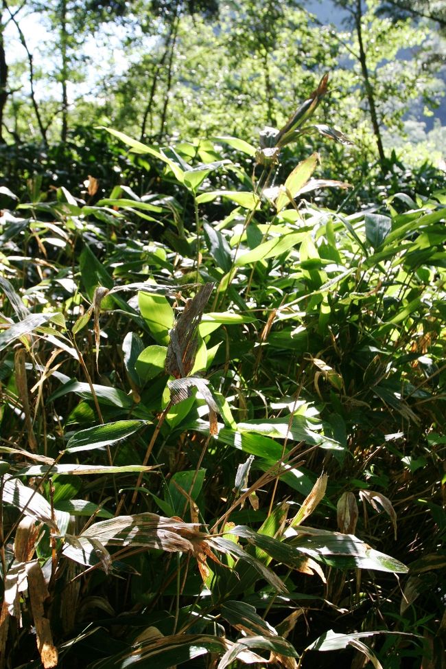 上高地には笹の葉がずいぶんたくさん繁殖しています。<br />