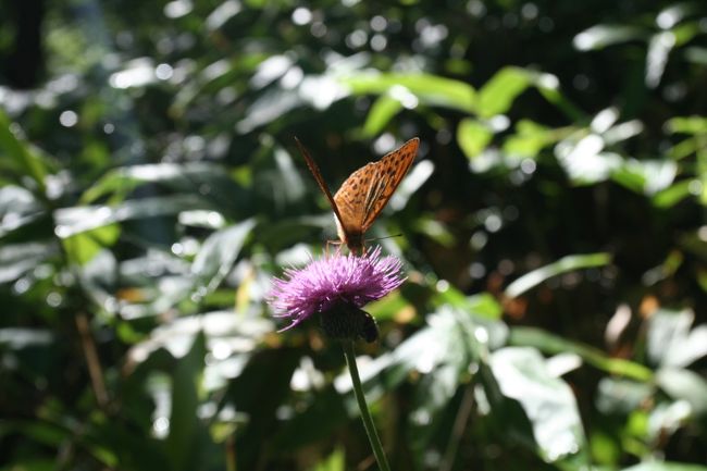 夏の短い季節を利用して虫や蝶が一生懸命花の蜜を吸っています。これは１羽の蝶がアザミの花の蜜を吸っているところです。