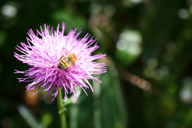 蝶が去ると、今度はミッバチが蜜を吸いにやって来ました。