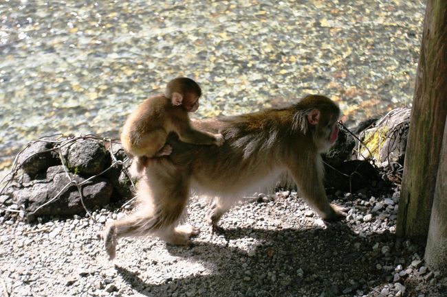 梓川沿いをぶらぶらあるいていると、突然サルの一家に出会いました。オスザルを中心に母親ザル、子供のサルが二頭、そして赤ん坊のサルが移動していました。