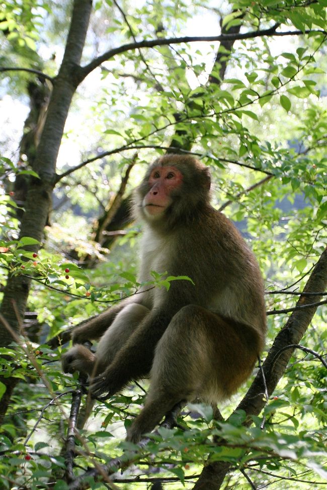 こちらがオスザルです。木の上でしきりに木の実を食べていました。