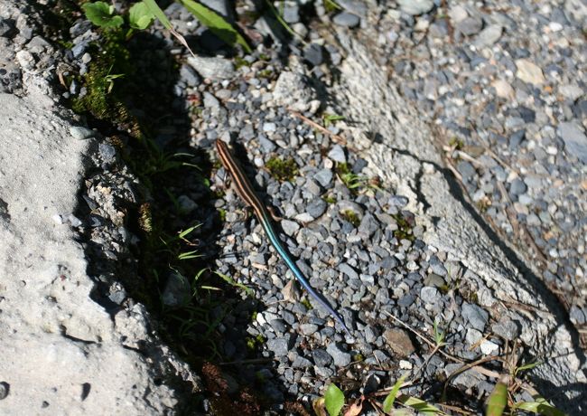 道路を横切る何か動物のようなものを見つけました。体が前と後ろでは色が異なっていますが、トカゲかもしれません。