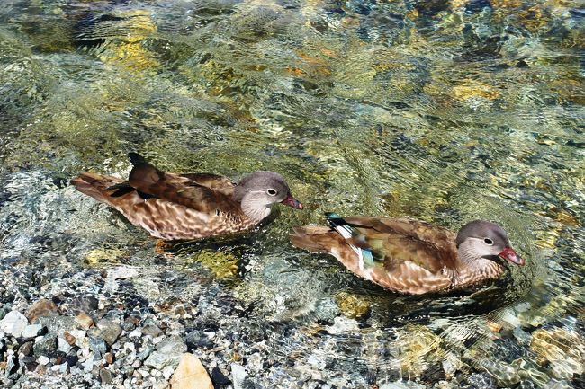 あちこちにマガモが生息していて、人慣れしているせいか、近ずいてカメラを向けても逃げたりしません。