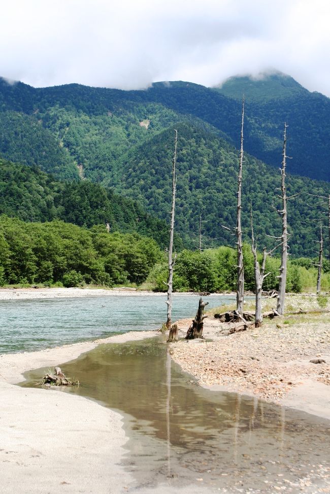 大正池の景観の一部となっていた枯れ木がどんどんなくなり、神秘的な風景が見られなくなりました。