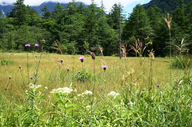そろそろ秋の気配が上高地にもやって来ているようです。ススキが目につくようになりました。