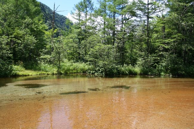茶色く濁った田代池です。