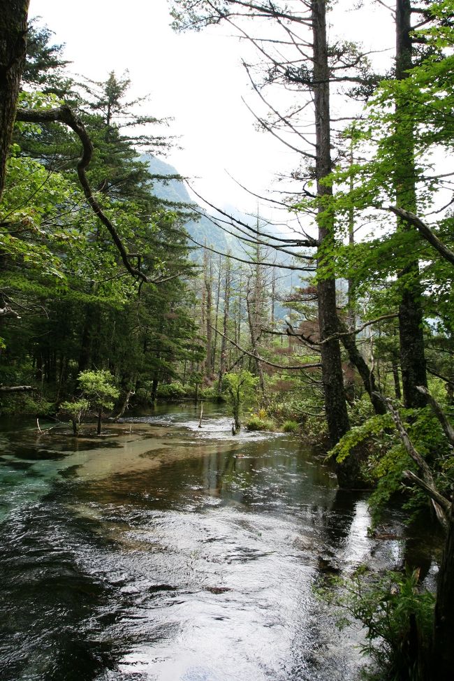 明神池の途中まで行った森の中の風景をな何枚か見ていただければと思います。森の中には小川が流れていて、太陽の光を得て微妙に変化しています。時には明るく、また時には暗く、その姿を変えています。