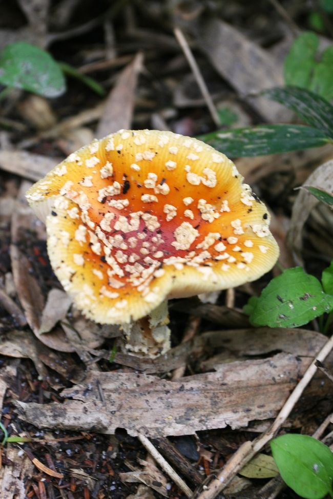 通路わきにこんな大きな毒キノコが生えています。