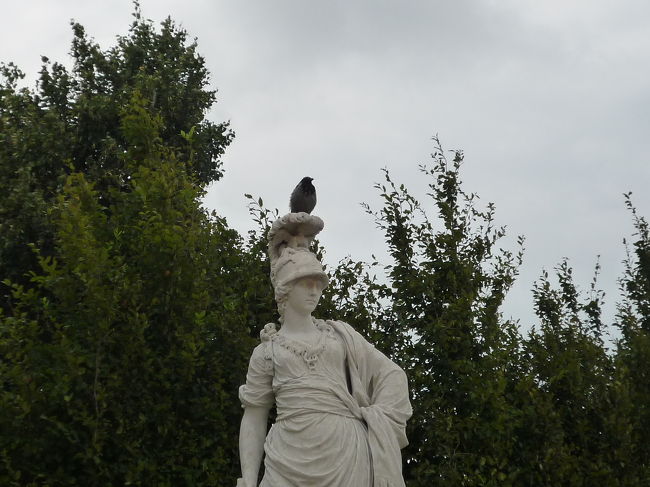 ウィーンのカラスは白いおなかをしています