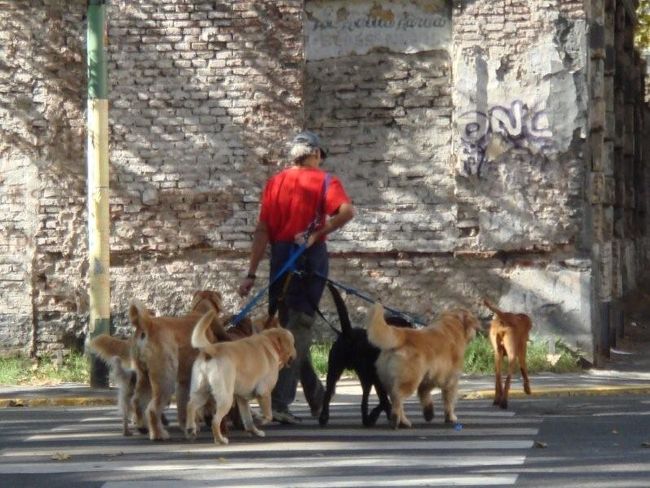 犬の散歩屋さん。<br /><br />墓地周辺は特に多かったような気がします。