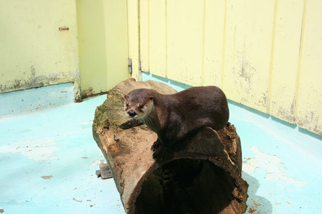 たらお♪が大好きな動物のひとつにカワウソがいる<br />野生のカワウソを観るためにスコットランドまで<br />行ったことは内緒なのだ(^^)<br /><br />ここにはカナダカワウソのリッキーとチャッピーが<br />いるのだが、素早い動きで観客を前に夫婦漫才を<br />しているようだったのだ♪