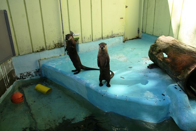 ほほ〜<br />確かにお隣はビーバーさん一家がダム作ってはりますもんねぇ