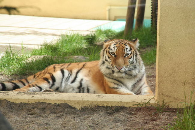 一頭でちょっと寂しそうなのだ