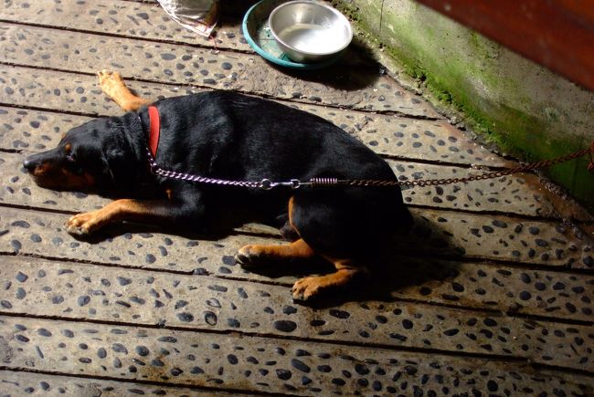 １階には、すごい声で吠える優秀な強面の番犬が待機。