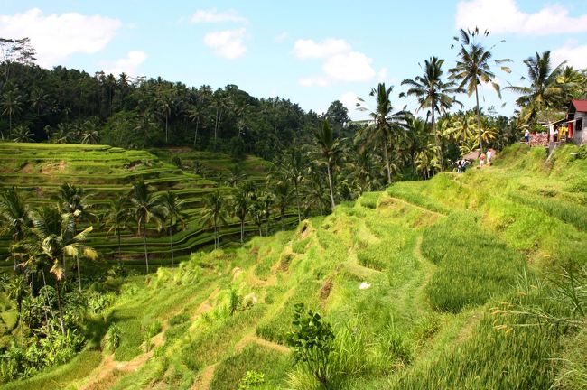 なだらかな山の傾斜に伴って、いくつもの段差が続いていた。<br />横から眺めると本当に階段に見える。<br />平らな面積は少なく、近づくと意外に高低差がある事に驚いた。<br />