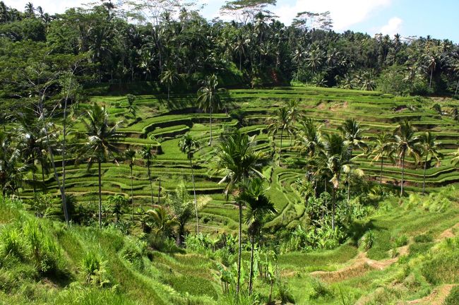 正面から見ると緑の絨毯がキラキラと輝いて、小さな谷あいに広がる懐かしい風景に心がなごんだ。<br />数年前に流れていた某カード会社のプライスレスなCMを思い出すけれど、実際は無理な話のようで…ライステラスへ向かう道中、原付や車を運転する外国人をターゲットにした小遣い稼ぎっぽい小規模取締りを何度も目撃。<br />もしウブドに滞在していたら、そんなに遠い場所ではないので原付を借りてしまったかもしれない。