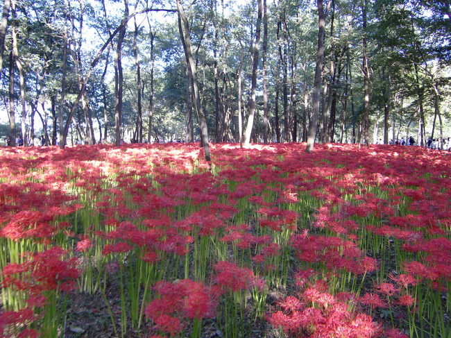 一面の赤い絨毯が広がっています