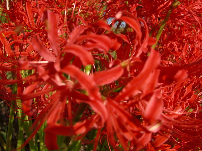 繊細で鮮明な曼珠沙華