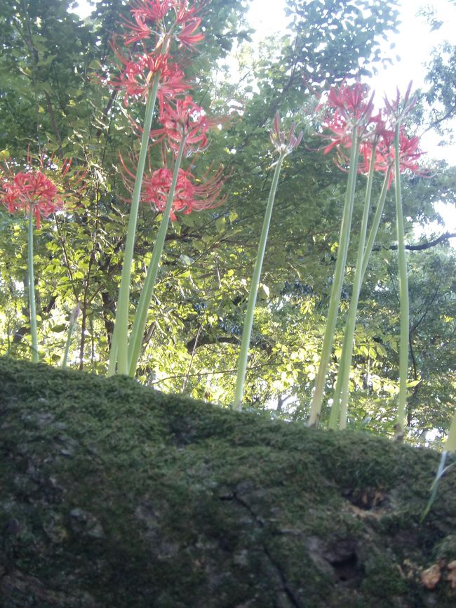 なんと木からも曼珠沙華