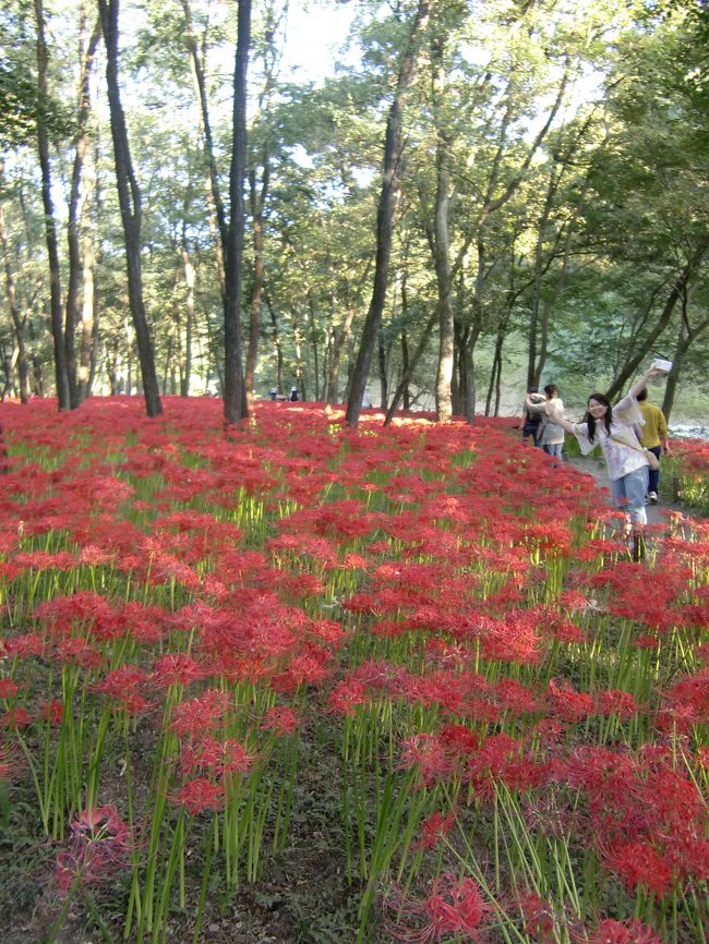 思った以上に広範囲に咲いています