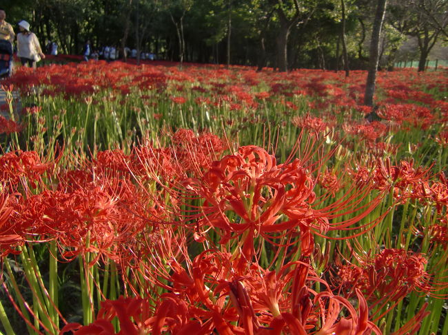 まだまだ曼珠沙華
