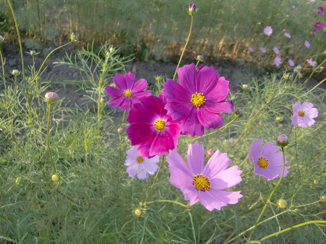 コスモス畑も広がっていました
